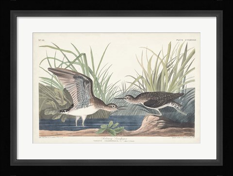 Framed Pl. 289 Solitary Sandpiper Print
