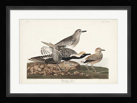 Framed Pl. 334 Black-bellied Plover Print