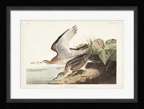 Framed Pl. 303 Bartram Sandpiper Print
