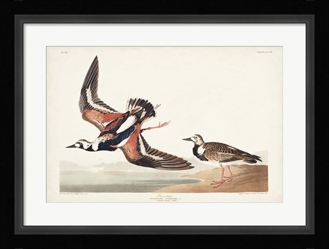 Framed Pl. 304 Turn-stone Print