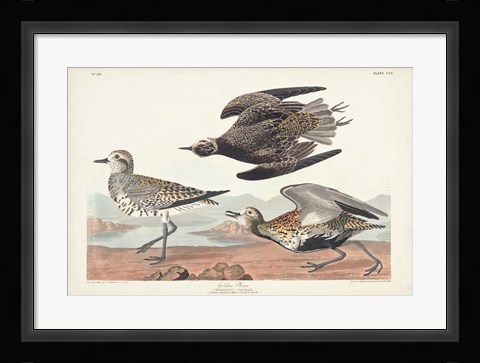 Framed Pl. 300 Golden Plover Print