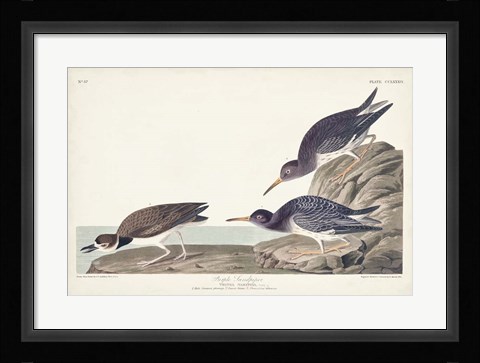 Framed Pl. 284 Purple Sandpiper Print