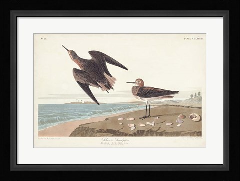 Framed Pl. 278 Schins Sandpiper Print