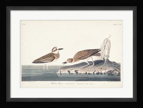 Framed Pl. 209 Wilsons Plover Print