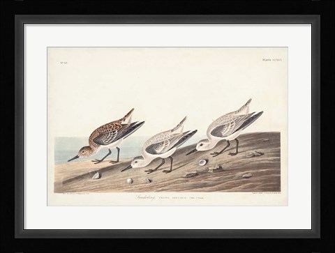 Framed Pl. 230 Sanderling Print