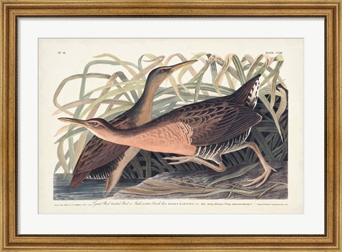 Framed Pl. 203 Great Red-breasted Rail Print
