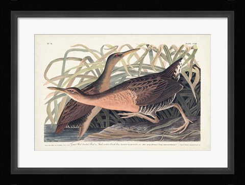 Framed Pl. 203 Great Red-breasted Rail Print