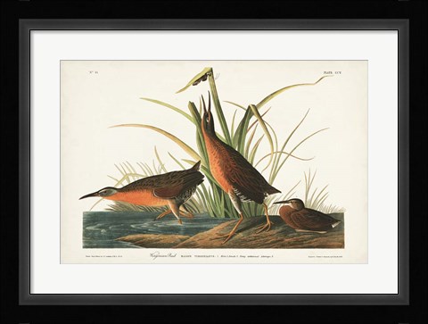 Framed Pl. 205 Virginian Rail Print