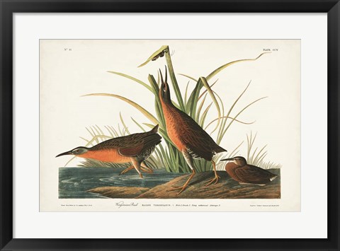 Framed Pl. 205 Virginian Rail Print