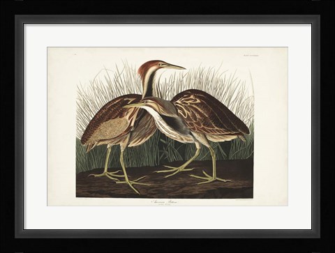 Framed Pl. 337 American Bittern Print