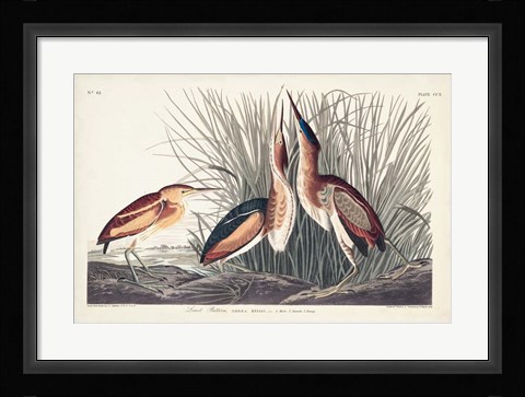 Framed Pl. 210 Least Bittern Print