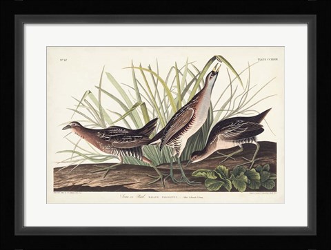 Framed Pl. 233 Rail Print