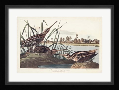 Framed Pl. 243 American Snipe Print