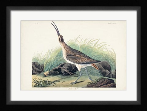 Framed Pl. 237 Hudsonian Curlew Print