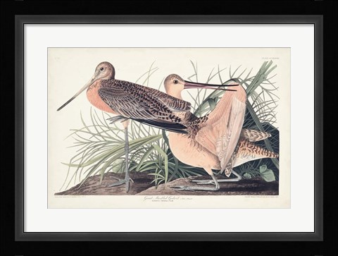 Framed Pl. 238 Great Marbled Godwit Print