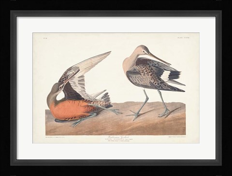 Framed Pl. 258 Hudsonian Godwit Print