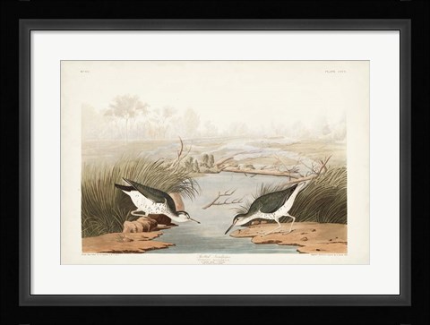 Framed Pl. 310 Spotted Sandpiper Print