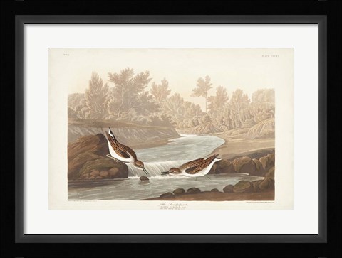 Framed Pl. 320 Little Sandpiper Print