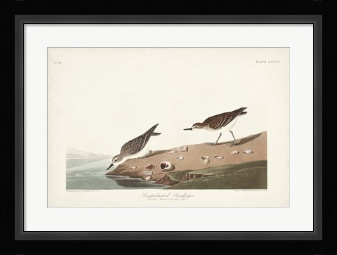 Framed Pl. 405 Semipalmated Sandpiper Print