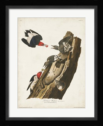 Framed Pl. 27 Red-headed Woodpecker Print