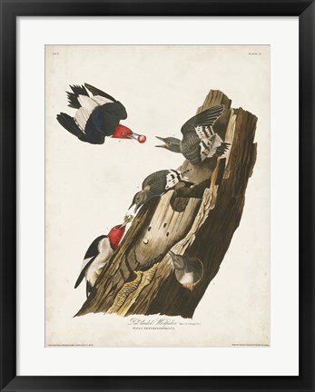 Framed Pl. 27 Red-headed Woodpecker Print