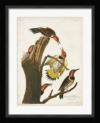 Framed Pl. 37 Gold-winged Woodpecker Print