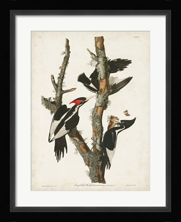 Framed Pl. 66 Ivory-billed Woodpecker Print