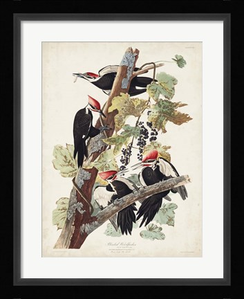 Framed Pl. 111 Pileated Woodpecker Print