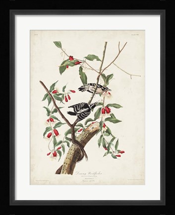 Framed Pl. 112 Downy Woodpecker Print