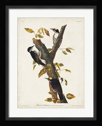 Framed Pl. 132 Three-toed Woodpecker Print