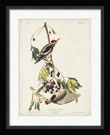 Framed Pl. 190 Yellow-bellied Woodpecker Print