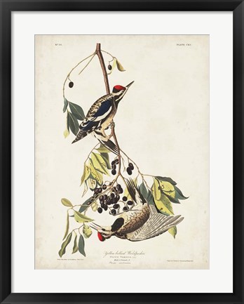 Framed Pl. 190 Yellow-bellied Woodpecker Print
