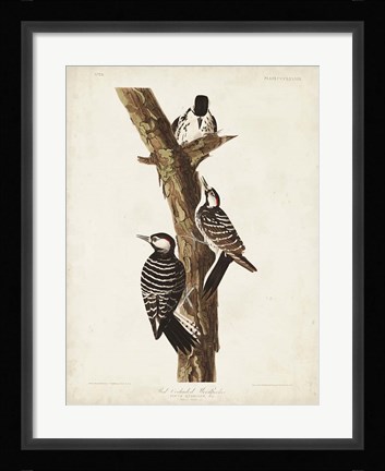 Framed Pl. 389 Red-cockaded Woodpecker Print