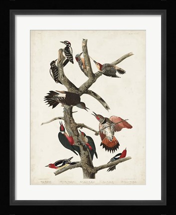 Framed Pl. 416 Hairy Woodpecker Print