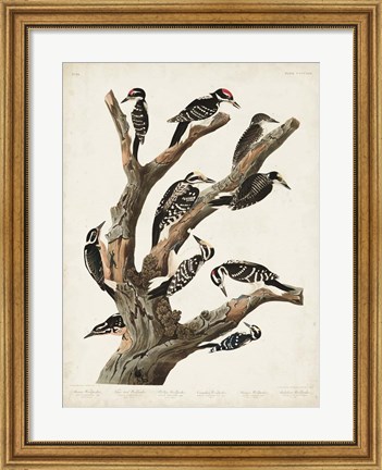 Framed Pl. 417 Marias Woodpecker Print