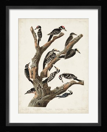 Framed Pl. 417 Marias Woodpecker Print