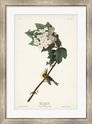 Framed Pl. 119 Yellow-throated Vireo Print