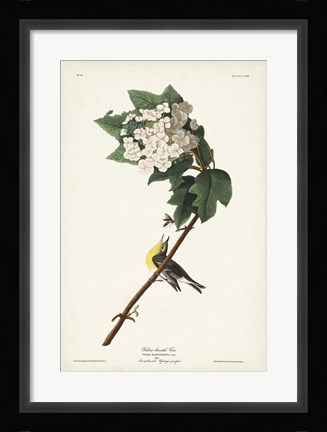 Framed Pl. 119 Yellow-throated Vireo Print