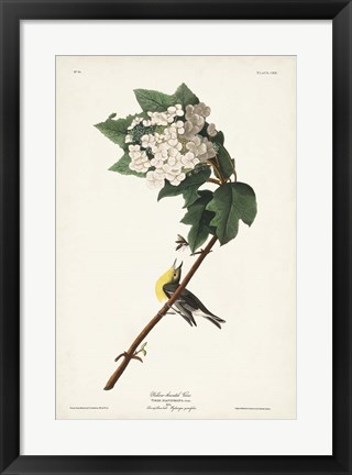 Framed Pl. 119 Yellow-throated Vireo Print