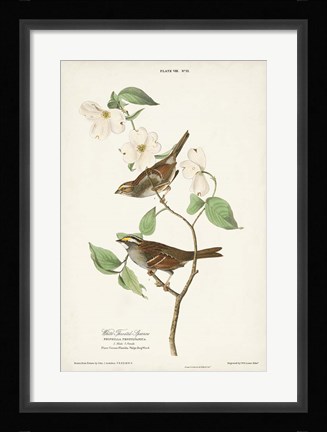 Framed Pl.8 White-throated Sparrow Print