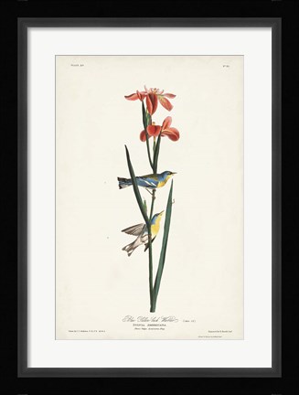 Framed Pl. 15 Blue Yellow-back Warbler Print