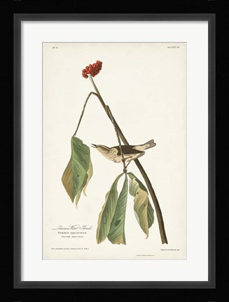 Framed Pl. 19 Louisiana Water Thrush Print