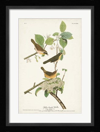 Framed Pl. 23 Yellow-breasted Warbler Print