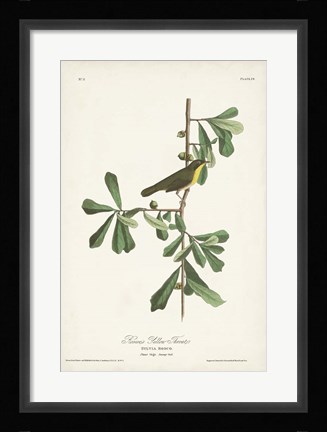 Framed Pl. 24 Roscoe's Yellow Throat Print