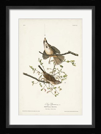 Framed Pl. 25 Song Sparrow Print