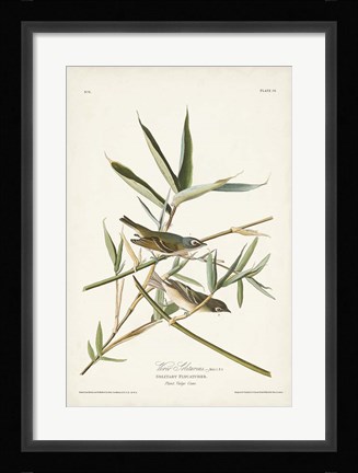 Framed Pl. 28 Vireo Solitarius Print
