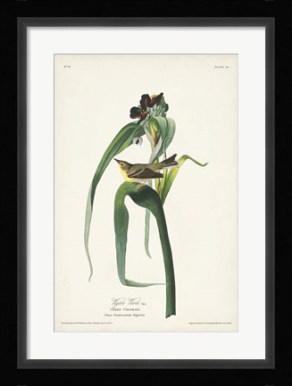 Framed Pl. 30 Vigors Vireo Print