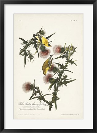 Framed Pl. 33 American Gold Finch Print