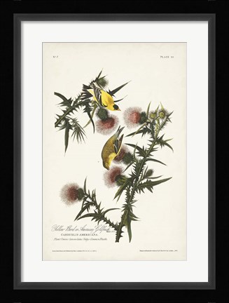 Framed Pl. 33 American Gold Finch Print