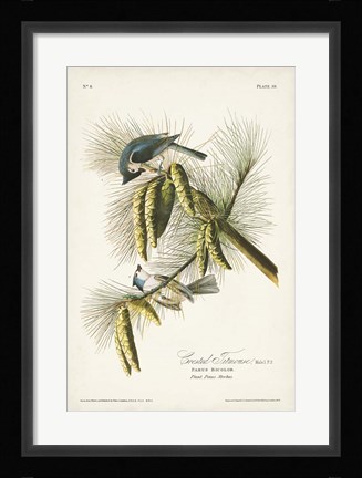 Framed Pl. 39 Crested Titmouse Print